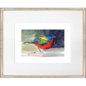 CL- PAINTED BUNTING