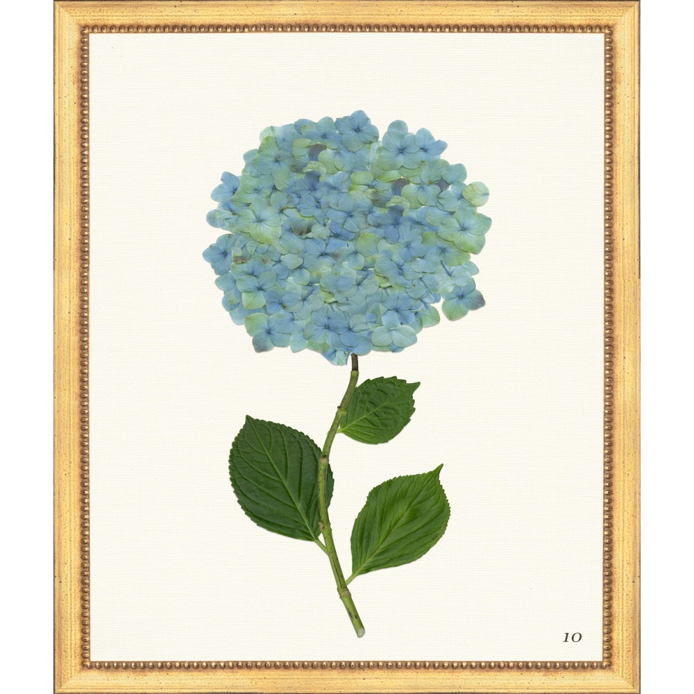 Tlc- Hydrangea 10 20 X 24 - The Leonard Collection