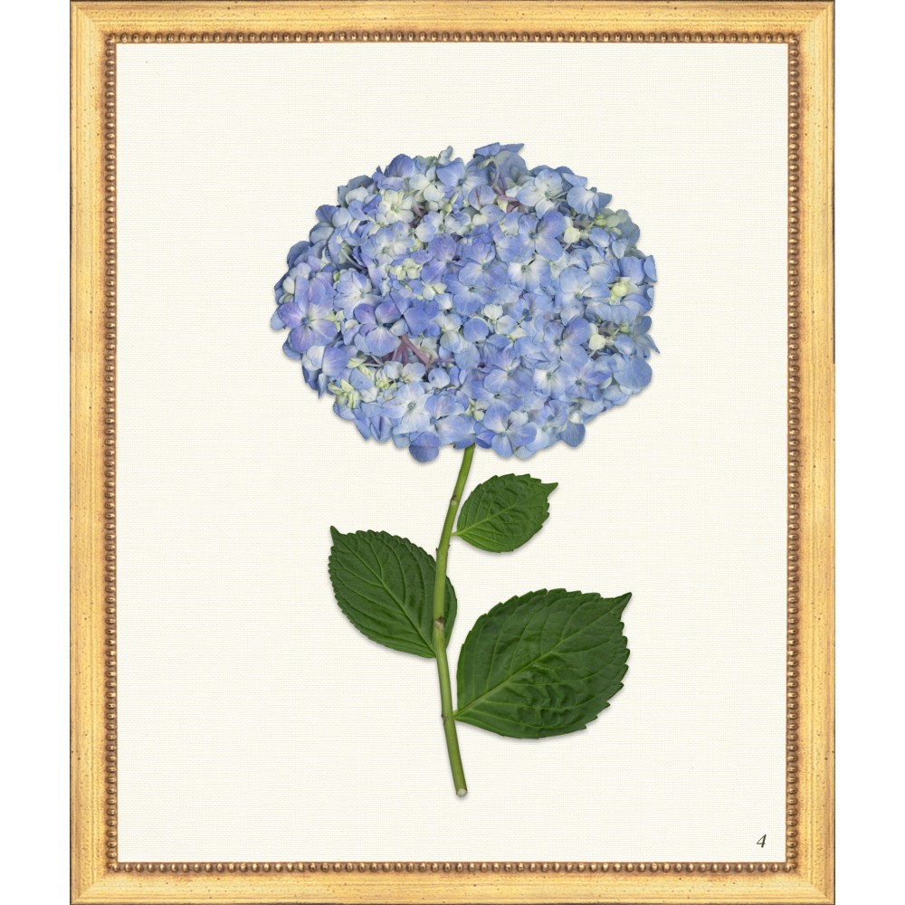 Tlc- Hydrangea 4 20 X 24 - The Leonard Collection