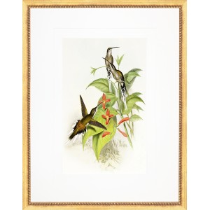 AP- GOULD HUMMINGBIRD 4