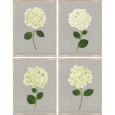 TLC- WHITE HYDRANGEAS 1-4 - The Leonard Collection